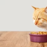 5 Best Foods for Cats Recommended By Experts