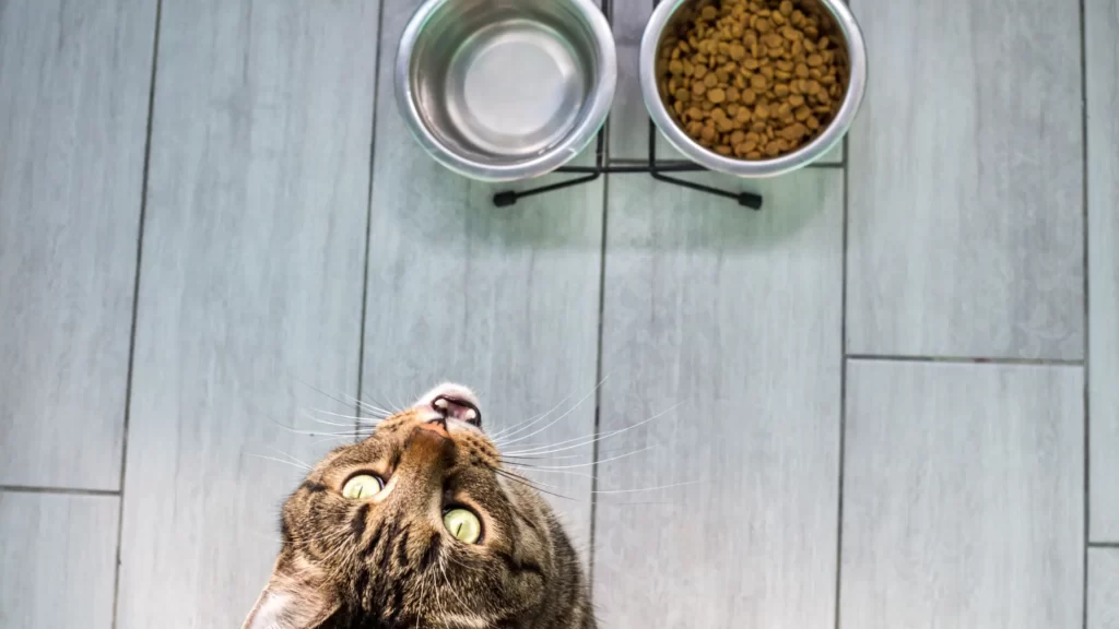 Best Foods for Cats